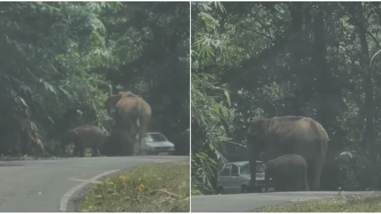 വളവുതിരിഞ്ഞപ്പോൾ മുന്നിൽ കാട്ടാനയും കുഞ്ഞും, കാറിന് നേരെ ആക്രമണം, യാത്രക്കാർ രക്ഷപ്പെട്ടത് തലനാരിഴക്ക് വീഡിയോ വളവുതിരിഞ്ഞപ്പോൾ മുന്നിൽ കാട്ടാനയും കുഞ്ഞും, കാറിന് നേരെ ആക്രമണം, യാത്രക്കാർ രക്ഷപ്പെട്ടത് തലനാരിഴക്ക് വീഡിയോ