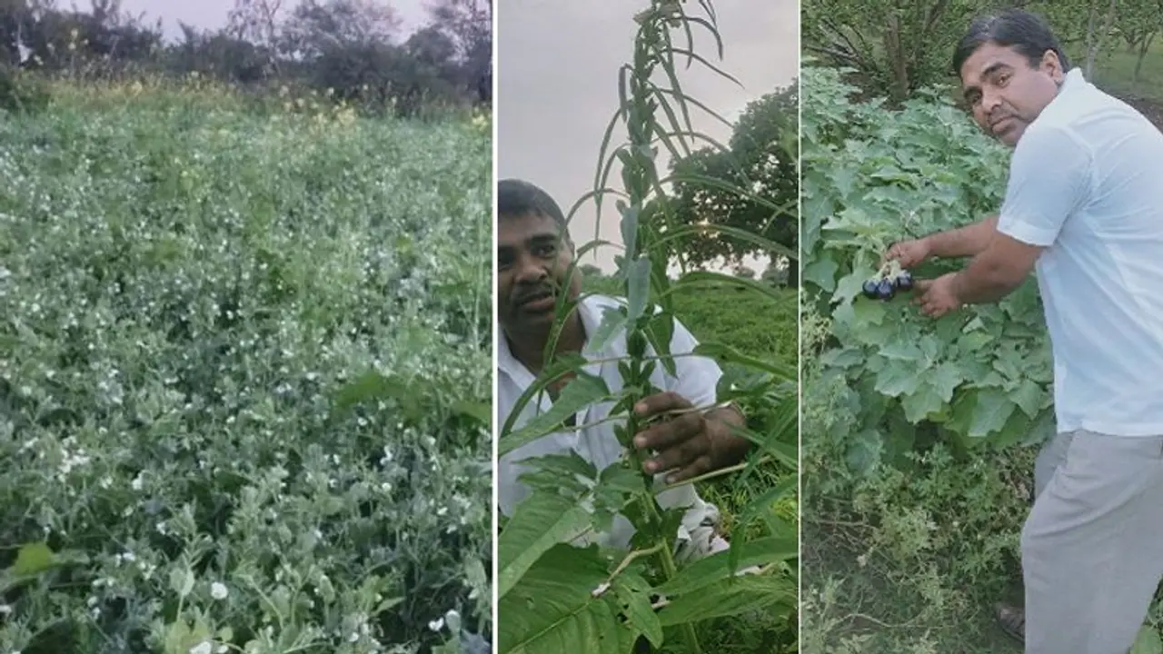 छुट्टा गोवंश कैंसर सी भयानक बीमारी से कैसे बचे?...गोमूत्र आधारित खेती कर नयी राह दिखा रहें झांसी के धर्मेंद्र 