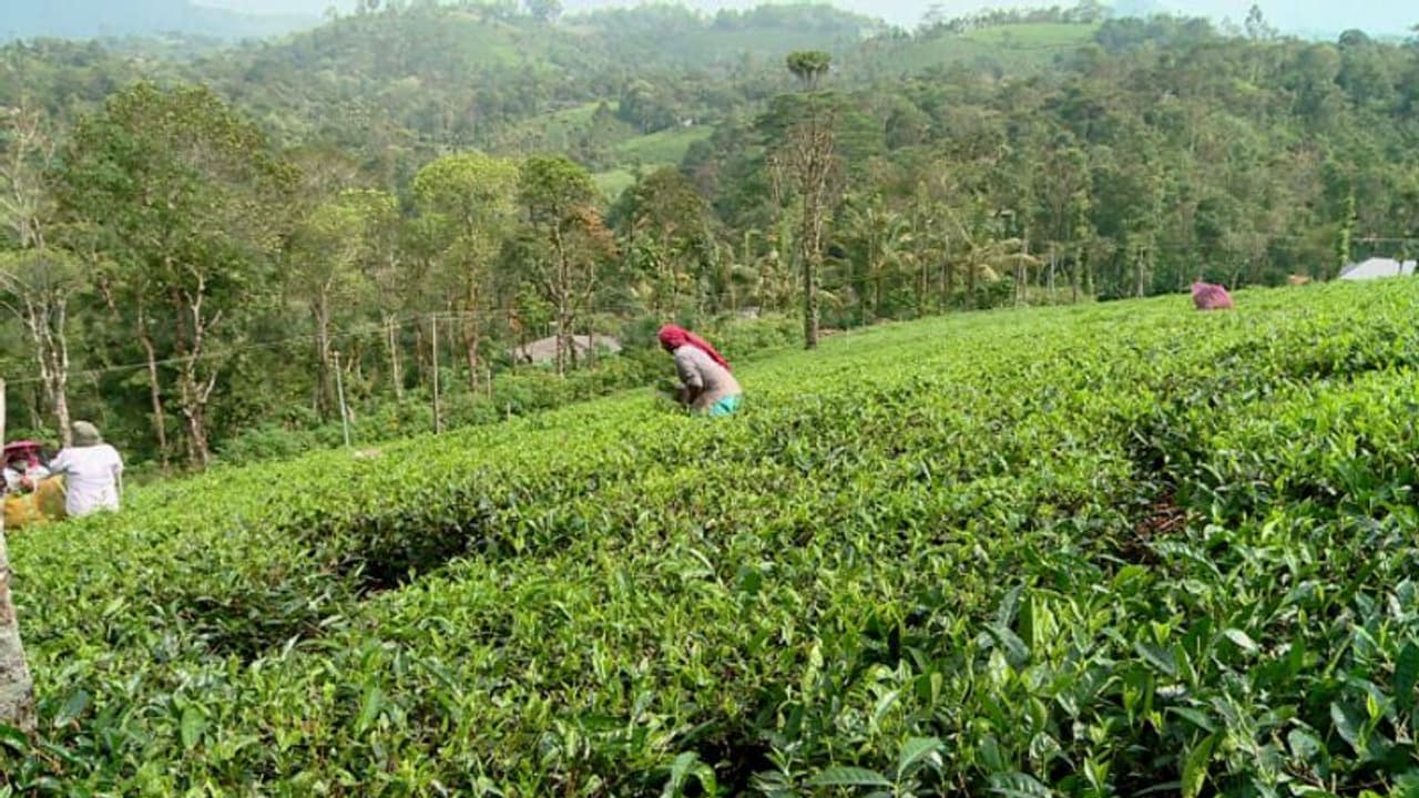 ഉടുമ്പൻചോല മണ്ഡലത്തിൽ ഇരട്ടവോട്ടെന്ന് റവന്യൂ വകുപ്പ് കണ്ടെത്തൽ; വോട്ടര്മാര്ക്ക് നോട്ടീസ് അയച്ചു ഉടുമ്പൻചോല മണ്ഡലത്തിൽ ഇരട്ടവോട്ടെന്ന് റവന്യൂ വകുപ്പ് കണ്ടെത്തൽ; വോട്ടര്മാര്ക്ക് നോട്ടീസ് അയച്ചു