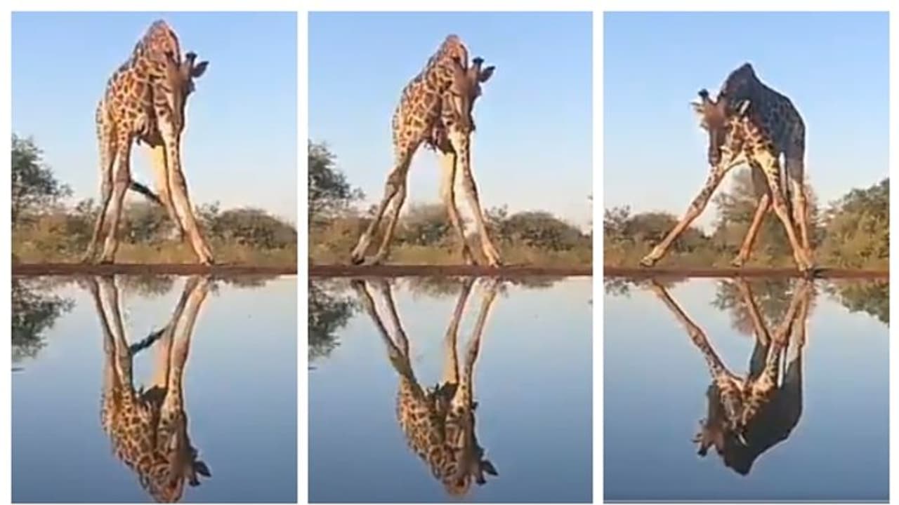 'വെള്ളം വെള്ളം സര്വത്ര, പക്ഷേ...'; വെള്ളം കുടിക്കാന് കഷ്ടപ്പെടുന്ന ജിറാഫിന്റെ വീഡിയോ വൈറൽ 'വെള്ളം വെള്ളം സര്വത്ര, പക്ഷേ...'; വെള്ളം കുടിക്കാന് കഷ്ടപ്പെടുന്ന ജിറാഫിന്റെ വീഡിയോ വൈറൽ