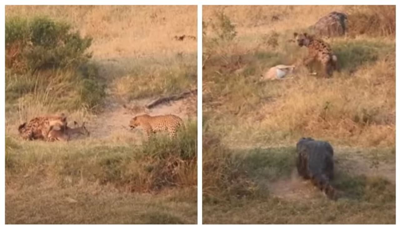 വിശപ്പിന്‍റെ യുദ്ധ ഭൂമിയിൽ ഇരയായി പുള്ളിമാൻ, വേട്ടക്കാരായി പുലിയും കഴുതപ്പുലിയും മുതലയും; ആരുടെ വിശപ്പടങ്ങും ?