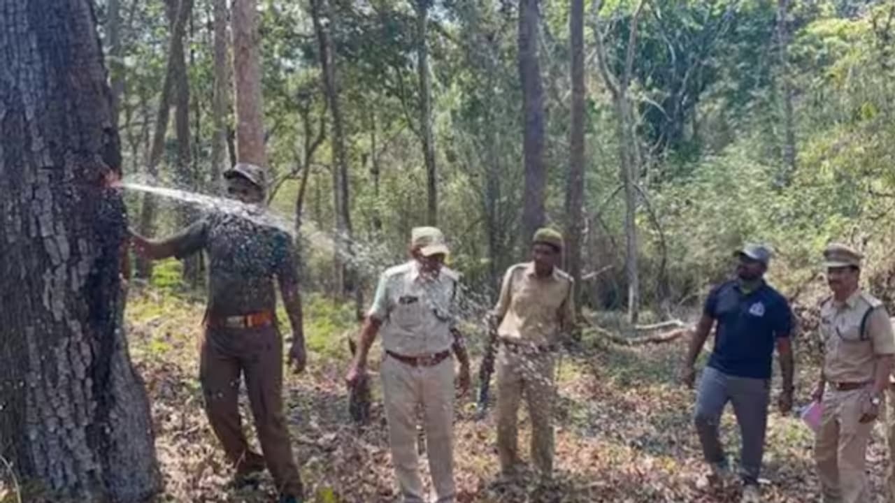 இயற்கையின் அதிசயம்... சேமித்து வைத்து கொண்டு வெட்டும் போது பம்பு செட் போல் தண்ணீரை பீச்சி அடித்த மரம்! வீடியோ