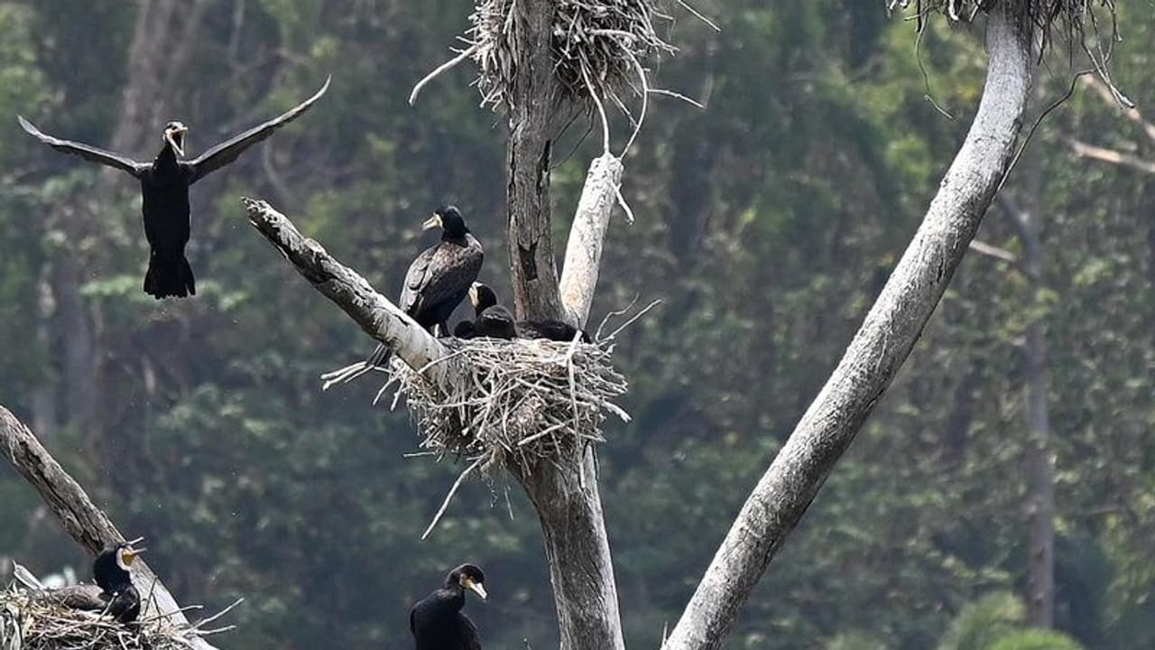 ಬೆಂಗಳೂರಿನಲ್ಲಿ ಪ್ರಾಣಿ ಪಕ್ಷಿಗಳಿಗೂ ಶುರುವಾಯ್ತು ನೀರಿಗೆ ಪರದಾಡುವ ಸ್ಥಿತಿ! ಬೆಂಗಳೂರಿನಲ್ಲಿ ಪ್ರಾಣಿ ಪಕ್ಷಿಗಳಿಗೂ ಶುರುವಾಯ್ತು ನೀರಿಗೆ ಪರದಾಡುವ ಸ್ಥಿತಿ!