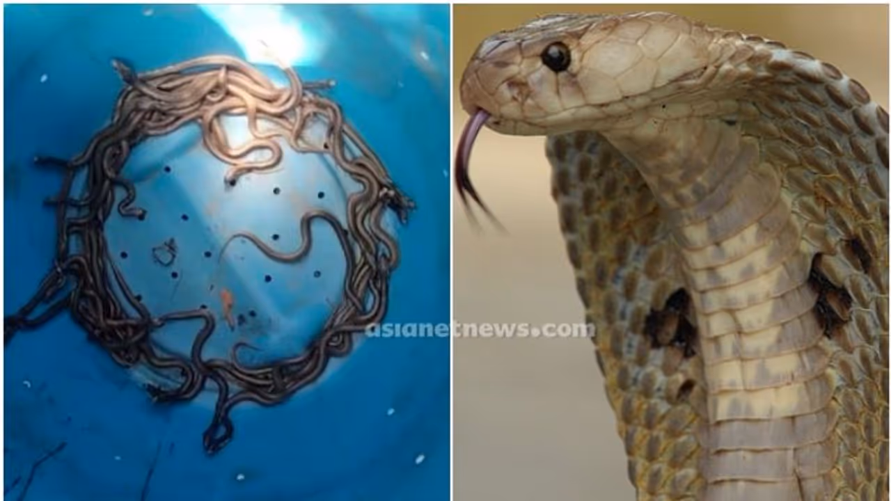 കോട്ടയത്ത് വീട്ടുമുറ്റത്ത് ഒരു മുട്ട; പരിസരം പരിശോധിച്ചപ്പോൾ 47 മൂർഖൻ കുഞ്ഞുങ്ങളും വലിയ മൂർഖനും കോട്ടയത്ത് വീട്ടുമുറ്റത്ത് ഒരു മുട്ട; പരിസരം പരിശോധിച്ചപ്പോൾ 47 മൂർഖൻ കുഞ്ഞുങ്ങളും വലിയ മൂർഖനും