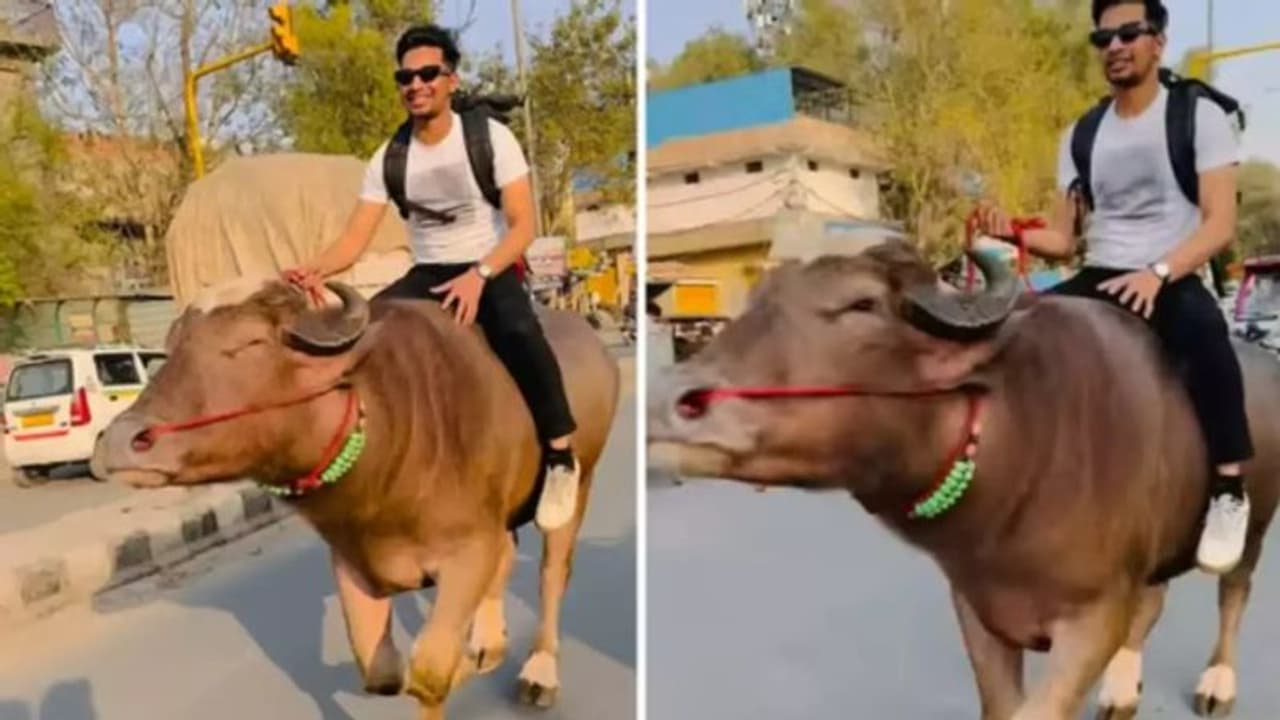 Viral Video: हरियाणा में व्यस्त सड़क पर भैंसे की सवारी का स्टंट...इंटरनेट पर तोड़ रहा रिकार्ड 