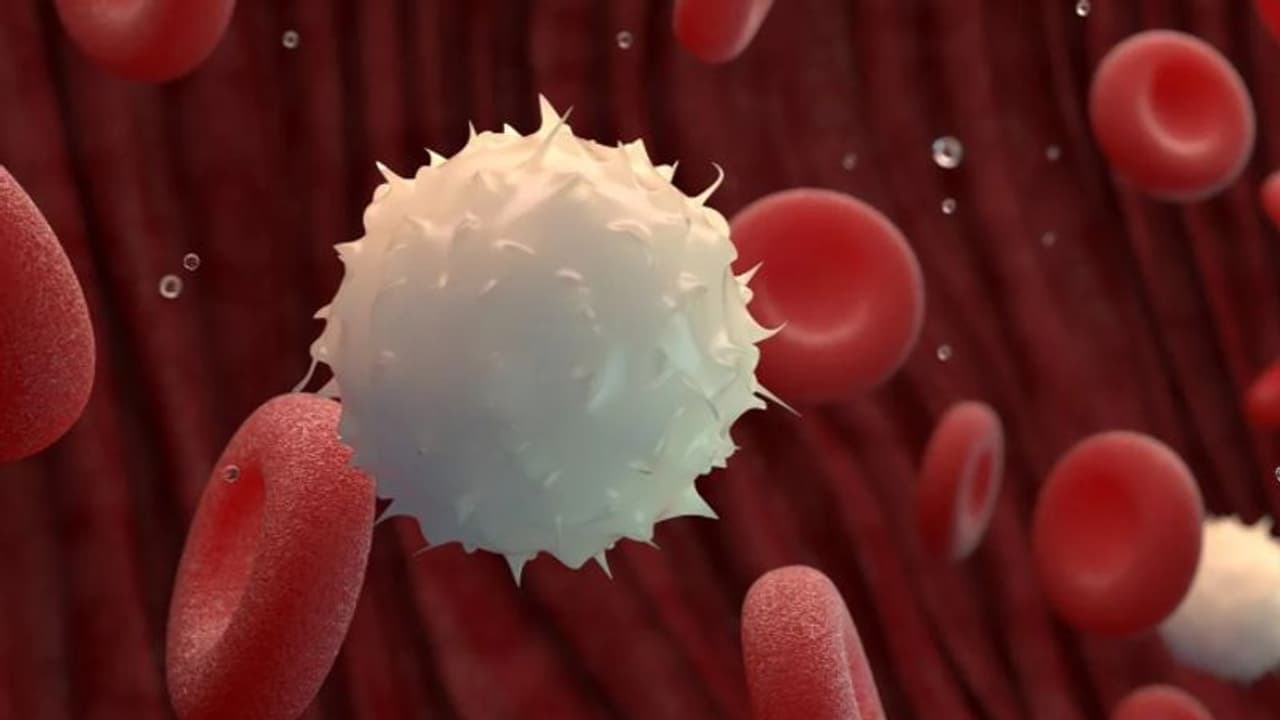 വെളുത്ത രക്താണുക്കൾ അഥവാ വൈറ്റ് ബ്ലഡ് സെല്ലുകളുടെ എണ്ണം കൂട്ടാന് സഹായിക്കും ഈ ഏഴ് ഭക്ഷണങ്ങള്... വെളുത്ത രക്താണുക്കൾ അഥവാ വൈറ്റ് ബ്ലഡ് സെല്ലുകളുടെ എണ്ണം കൂട്ടാന് സഹായിക്കും ഈ ഏഴ് ഭക്ഷണങ്ങള്...