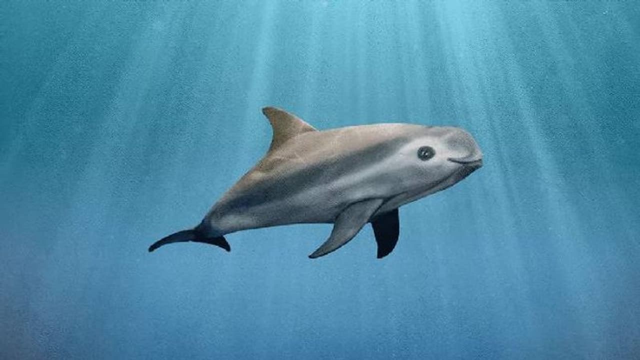 ഈ ലോകത്ത് ഇനി ആകെ അവശേഷിക്കുന്നത് പത്തെണ്ണം മാത്രം, എന്നേക്കുമായി ഇല്ലാതായിത്തീരുകയാണോ വാക്വിറ്റകൾ? 