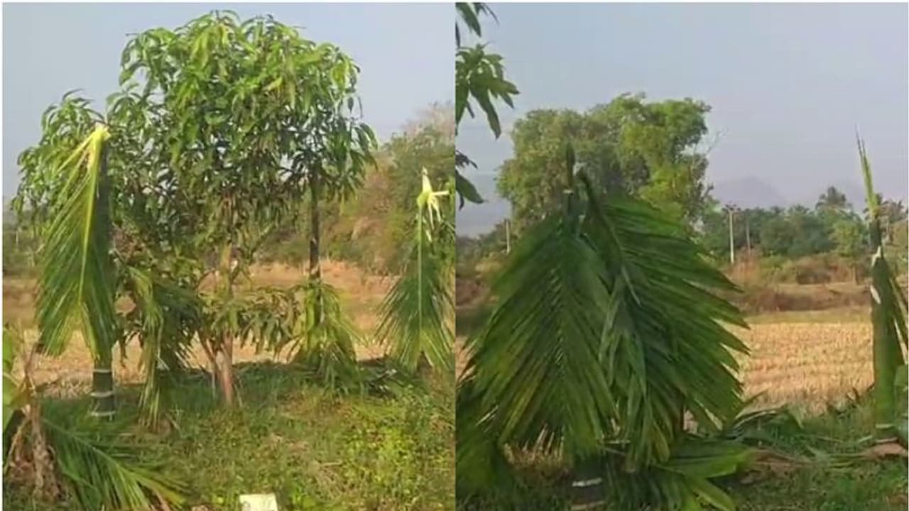 എന്തൊരു ക്രൂരത! പാലക്കാട്ടെ ബംഗ്ലാമേടിൽ കായ്ക്കാറായ 60 കവുങ്ങുകൾ വെട്ടിനശിപ്പിച്ച നിലയിൽ എന്തൊരു ക്രൂരത! പാലക്കാട്ടെ ബംഗ്ലാമേടിൽ കായ്ക്കാറായ 60 കവുങ്ങുകൾ വെട്ടിനശിപ്പിച്ച നിലയിൽ