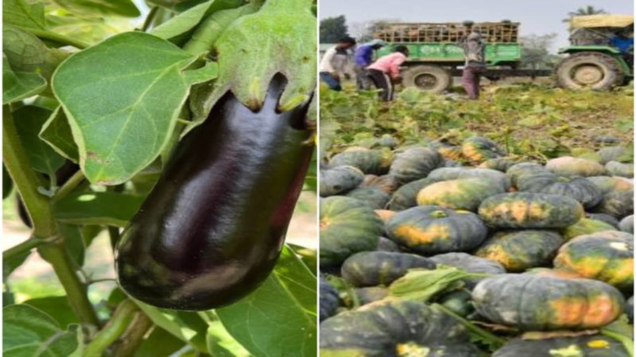 7 Best summer vegetable plants that are easy to grow at home