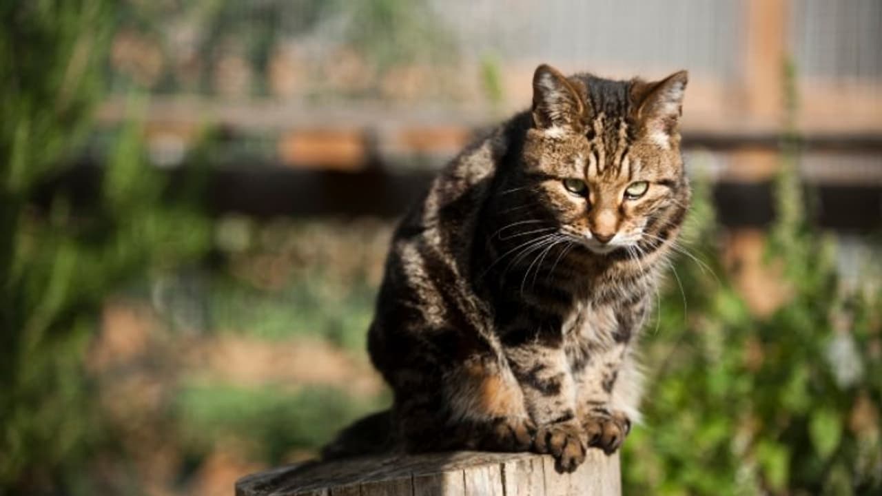 നായ്ക്കളെ കൊണ്ട് സ്വന്തം പൂച്ചയെ കൊല്ലിച്ചു, വീഡിയോ സോഷ്യല്‍ മീഡിയയിലും ഇട്ടു; യുവാവ് അറസ്റ്റില്‍