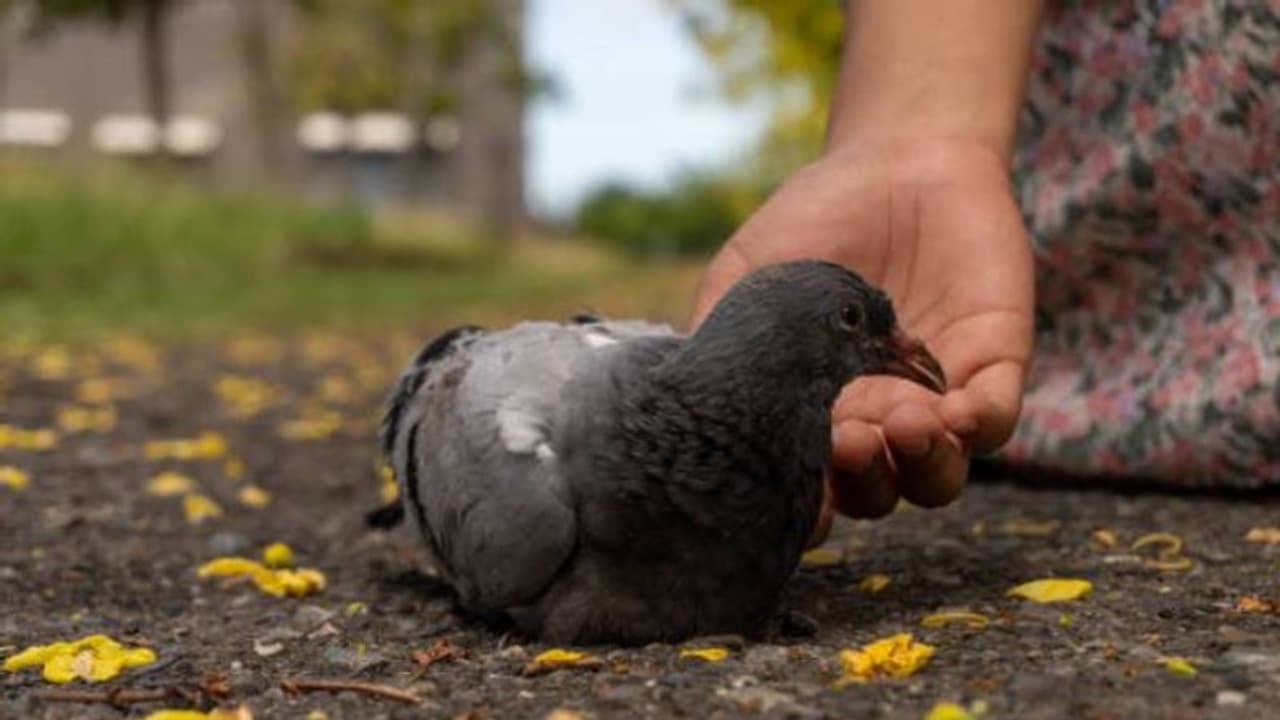 പക്ഷിക്ക് തീറ്റ കൊടുത്താൽ ക്രിമിനൽ കുറ്റം? 97 കാരിക്ക് വിലക്കും പിഴയും..! പക്ഷിക്ക് തീറ്റ കൊടുത്താൽ ക്രിമിനൽ കുറ്റം? 97 കാരിക്ക് വിലക്കും പിഴയും..!