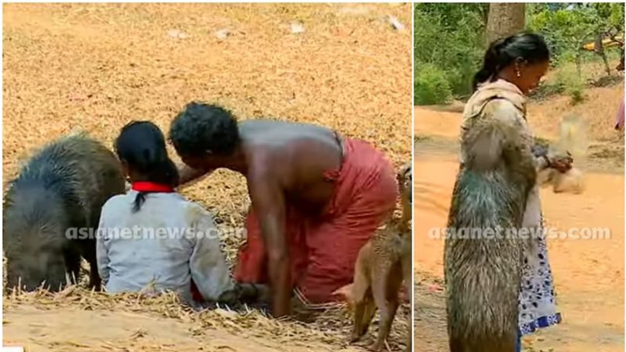 എങ്ങും കാണില്ല ഇങ്ങനെയൊരു കാഴ്ച; കാട്ടുപന്നിയെ വളര്‍ത്തുന്ന വീട്, കൂടെ സ്നേഹവുമായി ഒരു ഗ്രാമവും