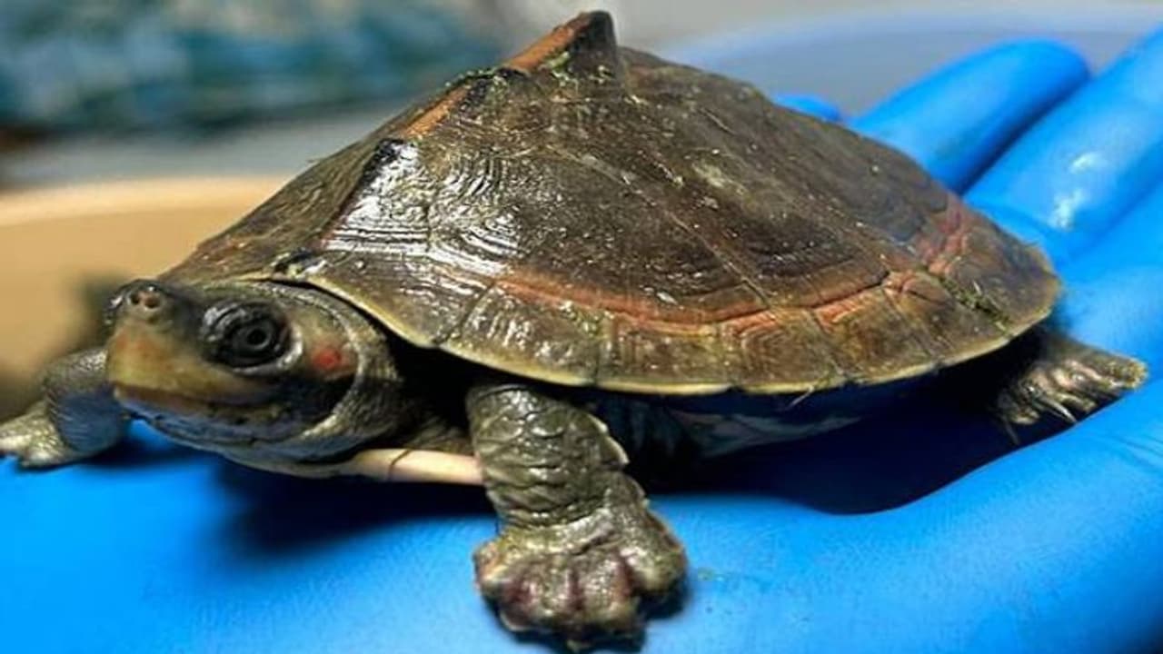 ഇത് ആര് കാണിച്ച ക്രൂരത? വൈദ്യുതാഘാതമേറ്റ് ചത്തത് നൂറുകണക്കിന് ആമകൾ, കാരണക്കാരെ കണ്ടെത്താൻ അന്വേഷണം ഇത് ആര് കാണിച്ച ക്രൂരത? വൈദ്യുതാഘാതമേറ്റ് ചത്തത് നൂറുകണക്കിന് ആമകൾ, കാരണക്കാരെ കണ്ടെത്താൻ അന്വേഷണം