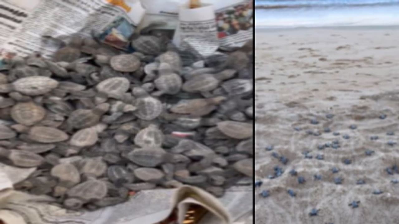 Turtles : பெசன்ட் நகர் பீச்.. கடலுக்குள் அனுப்பப்பட்ட குட்டி ஆமைகள் இவை டைனோசர் காலத்தை சேர்ந்ததாம்! வீடியோ!