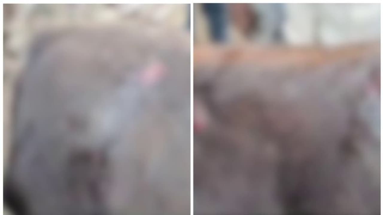 തലയാർ എസ്റ്റേറ്റിൽ വീണ്ടും കടുവ; മേയാൻ വിട്ട പശുവിനെ ആക്രമിച്ചു തലയാർ എസ്റ്റേറ്റിൽ വീണ്ടും കടുവ; മേയാൻ വിട്ട പശുവിനെ ആക്രമിച്ചു