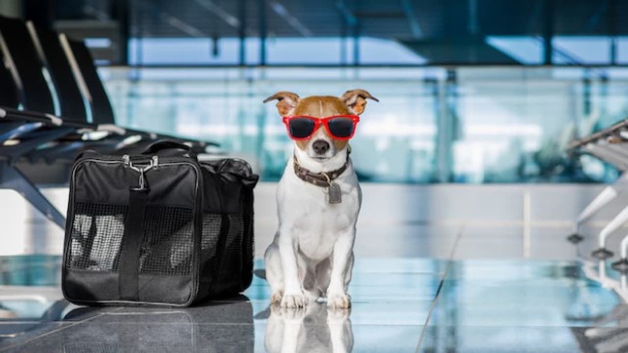 How to travel safely with pets