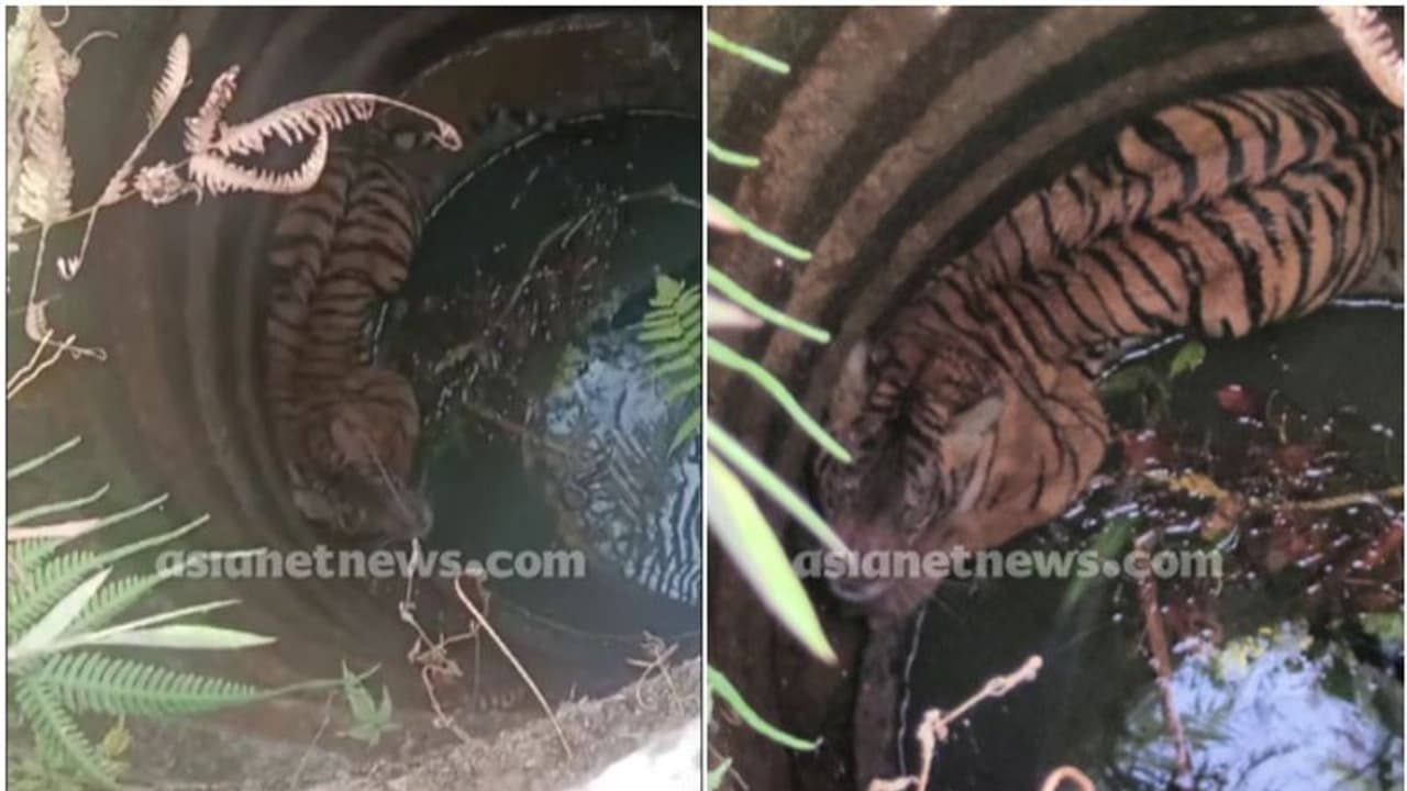 മോട്ടോര് വര്ക്ക് ചെയ്യാതിരുന്നതോടെ വന്നുനോക്കി; കണ്ടത് കിണറ്റില് കടുവ വീണുകിടക്കുന്നത്... മോട്ടോര് വര്ക്ക് ചെയ്യാതിരുന്നതോടെ വന്നുനോക്കി; കണ്ടത് കിണറ്റില് കടുവ വീണുകിടക്കുന്നത്...