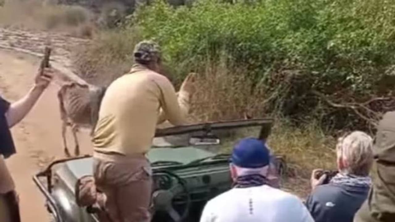 ജംഗിൾ സഫാരിക്കിടെ ഭയാനകമായ ദൃശ്യം, ഭയന്നലറി വിനോദസഞ്ചാരികൾ, വൈറലായി ആ വീഡിയോ ജംഗിൾ സഫാരിക്കിടെ ഭയാനകമായ ദൃശ്യം, ഭയന്നലറി വിനോദസഞ്ചാരികൾ, വൈറലായി ആ വീഡിയോ