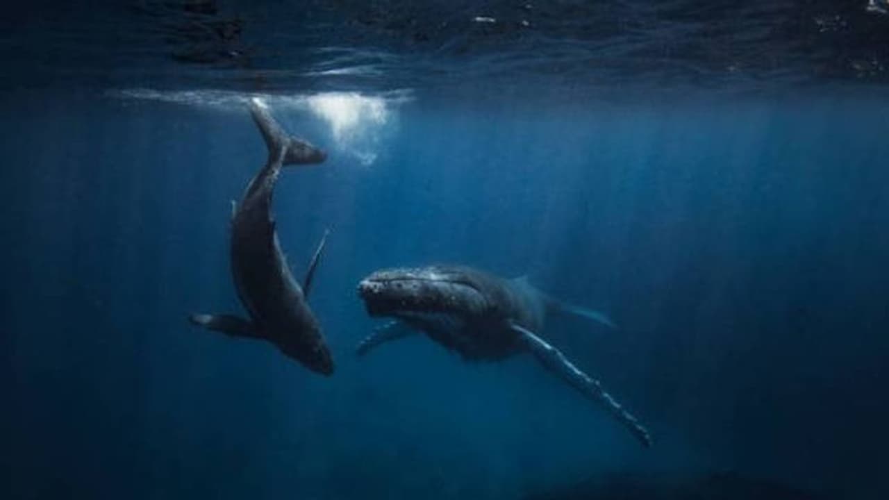 തിമിംഗലങ്ങളെ വ്യക്തികളായി പരിഗണിക്കണം, ആവശ്യം ശക്തമാക്കി പസിഫിക്ക് ഗോത്രനേതാക്കൾ തിമിംഗലങ്ങളെ വ്യക്തികളായി പരിഗണിക്കണം, ആവശ്യം ശക്തമാക്കി പസിഫിക്ക് ഗോത്രനേതാക്കൾ