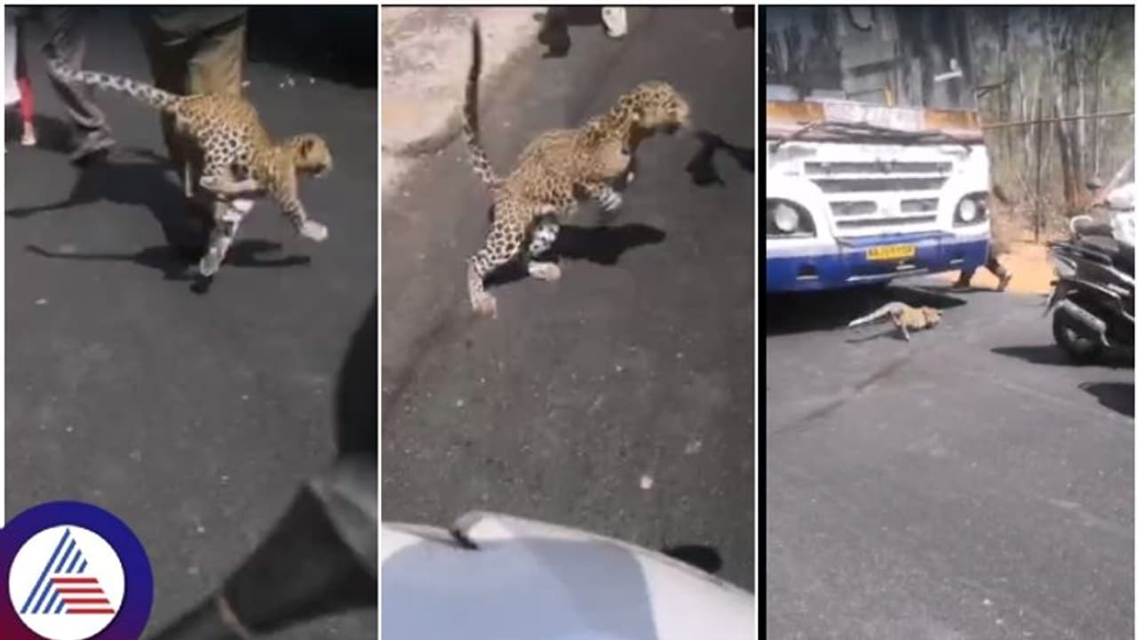 ಬೆಂಗಳೂರು ಬಿಎಂಟಿಸಿ ಬಸ್ ಕೆಳಗೆ ನುಗ್ಗಿದ ಚಿರತೆ ಮರಿ; ನೀರು ಕುಡಿಸಲು ಮುಂದಾದ ಡ್ರೈವರ್ ಮೇಲೆ ಅಟ್ಯಾಕ್! ಬೆಂಗಳೂರು ಬಿಎಂಟಿಸಿ ಬಸ್ ಕೆಳಗೆ ನುಗ್ಗಿದ ಚಿರತೆ ಮರಿ; ನೀರು ಕುಡಿಸಲು ಮುಂದಾದ ಡ್ರೈವರ್ ಮೇಲೆ ಅಟ್ಯಾಕ್!