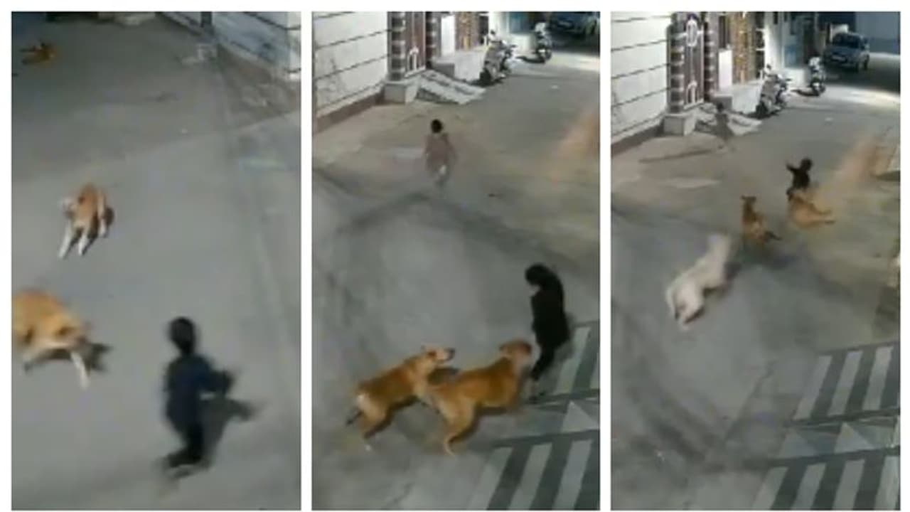 'കൂട്ടം ചേര്‍ന്ന് വളഞ്ഞ് നായ്ക്കള്‍, അലറി വിളിച്ച് കുഞ്ഞ്...; കുട്ടിയുടെ അത്ഭുതകരമായ രക്ഷപ്പെടല്‍ ദൃശ്യം വൈറൽ