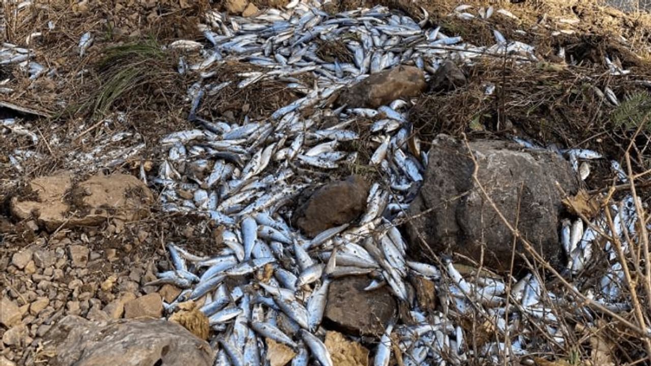 നദിയിൽ മത്സ്യക്കുഞ്ഞുങ്ങളെ നിക്ഷേപിക്കാനായി പോയ ട്രെക്ക് മറിഞ്ഞു, നഷ്ടമായത് ഒരു ലക്ഷത്തോളം സാൽമണുകൾ