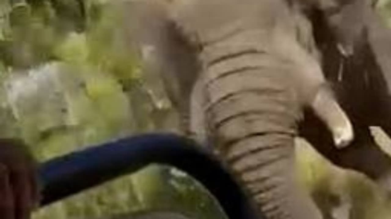 സഫാരി വാഹനത്തിന് പിന്നാലെ കാട്ടാന; വണ്ടി മറിച്ചിട്ടു, 80കാരിയ്ക്ക് ദാരുണാന്ത്യം, 5 പേർക്ക് പരിക്ക് സഫാരി വാഹനത്തിന് പിന്നാലെ കാട്ടാന; വണ്ടി മറിച്ചിട്ടു, 80കാരിയ്ക്ക് ദാരുണാന്ത്യം, 5 പേർക്ക് പരിക്ക്