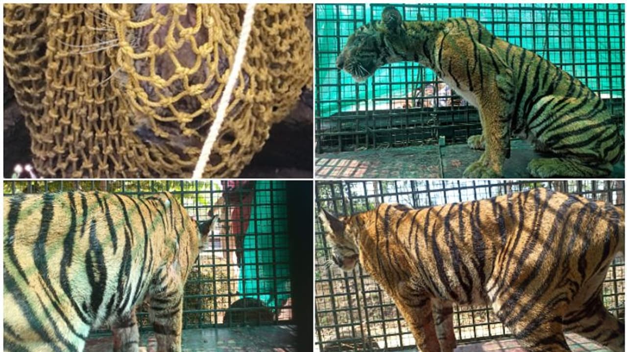 മൂന്നാനക്കുഴിയിൽ വീണത് 2 വയസ്സുള്ള പെണ്കടുവ, കാലിന് പരിക്ക്, തള്ളക്കടുവ സമീപത്തുണ്ടാവാൻ സാധ്യത മൂന്നാനക്കുഴിയിൽ വീണത് 2 വയസ്സുള്ള പെണ്കടുവ, കാലിന് പരിക്ക്, തള്ളക്കടുവ സമീപത്തുണ്ടാവാൻ സാധ്യത