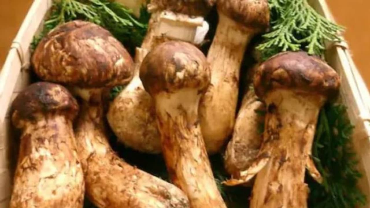 വില കേട്ട് ഞെട്ടരുത്, ലക്ഷങ്ങൾ വരെ വില വരുന്ന ജപ്പാനിലെ സ്പെഷ്യൽ കൂൺ വില കേട്ട് ഞെട്ടരുത്, ലക്ഷങ്ങൾ വരെ വില വരുന്ന ജപ്പാനിലെ സ്പെഷ്യൽ കൂൺ