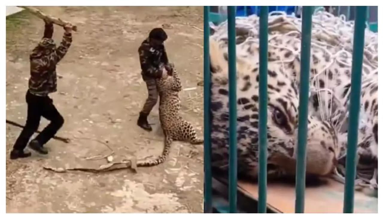 വല്ലഭന് പുല്ലും ആയുധം; വെറും വടി കൊണ്ട് പുള്ളിപ്പുലിയെ കീഴടക്കി വനം വകുപ്പ് ഉദ്യോ​ഗസ്ഥർ, കൈയടി!