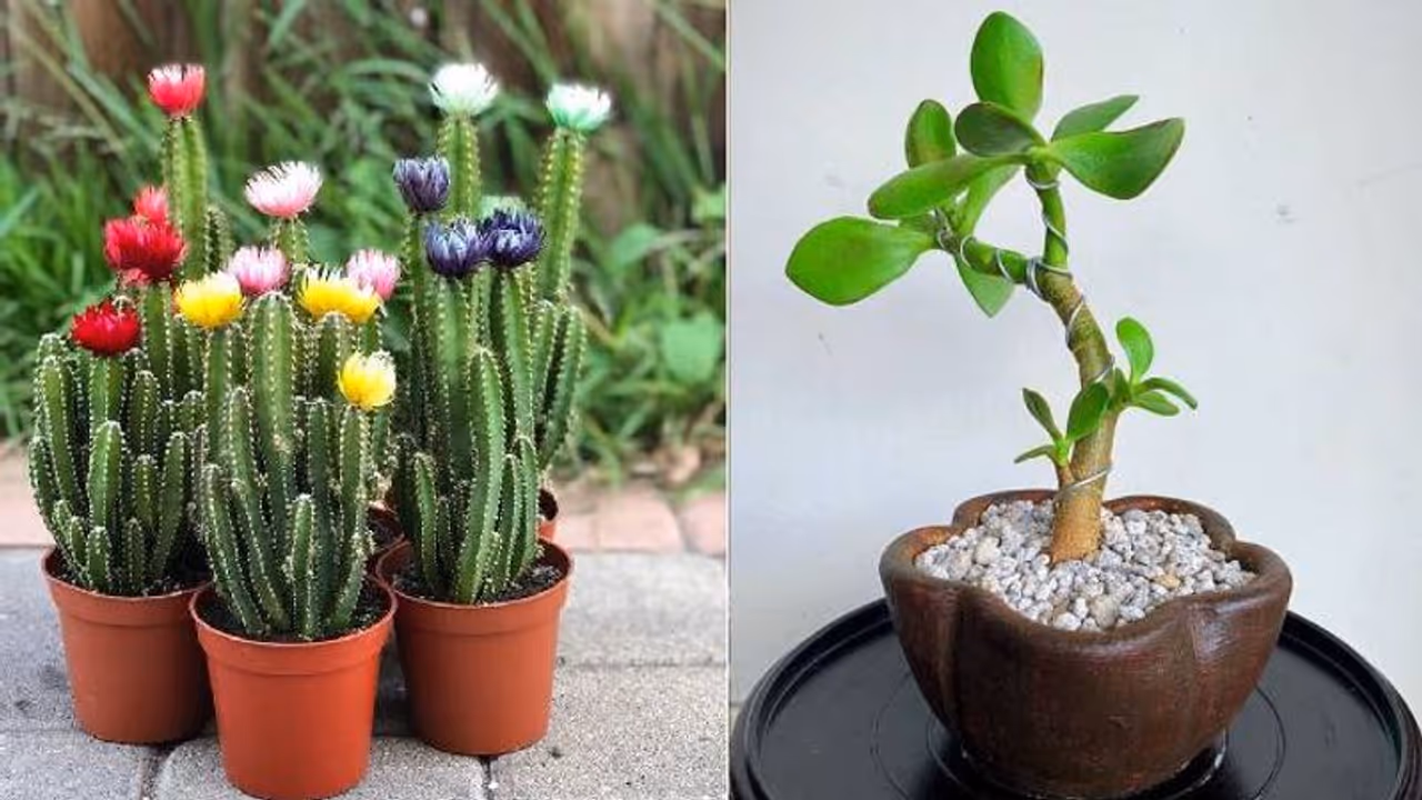  घर के अंदर ये प्लांट्स लगाने से फूट जाती है किस्मत, कहीं आपकी बालकनी में तो नहीं हैं ये Unlucky Plants