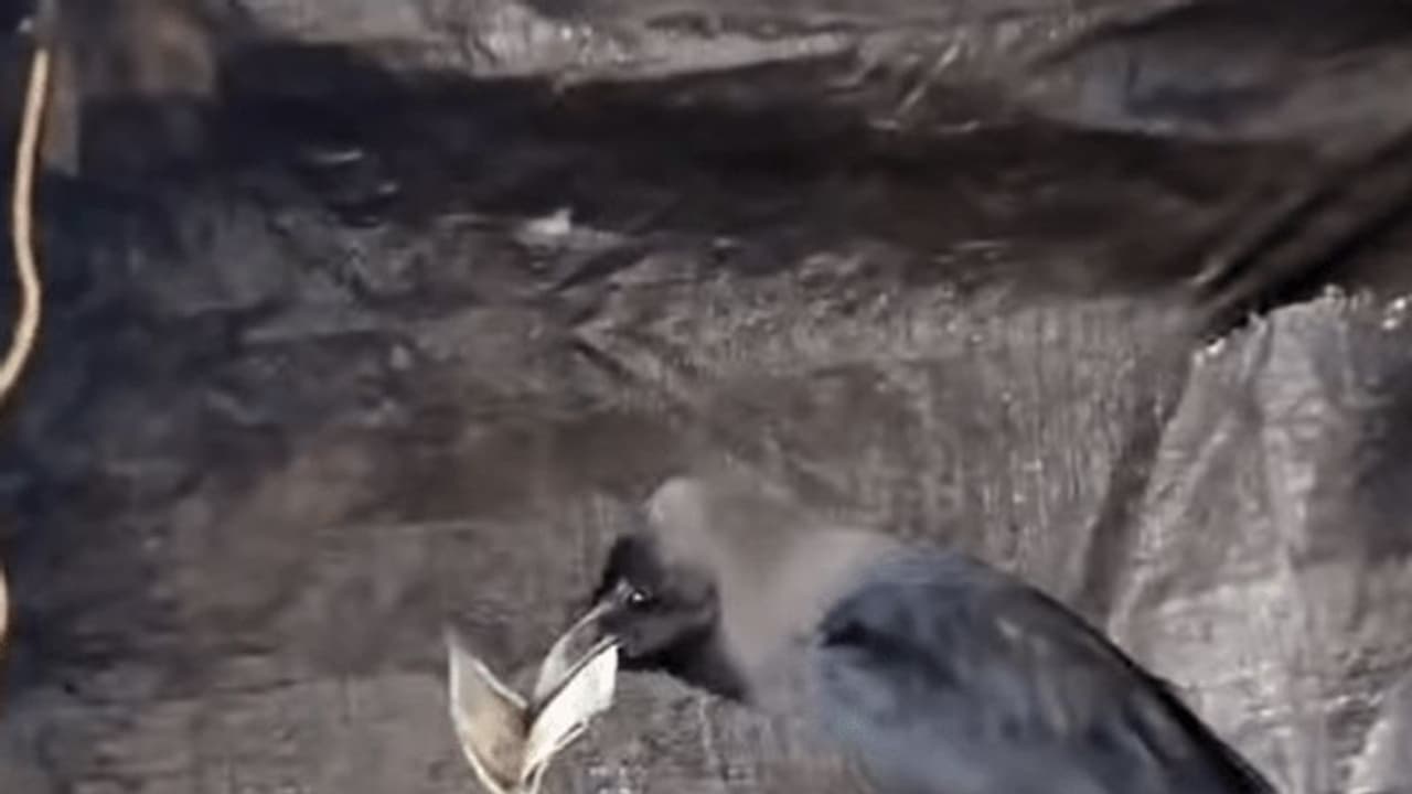 Clever crow steals Rs 500 note, sparks hilarious pursuit (WATCH)