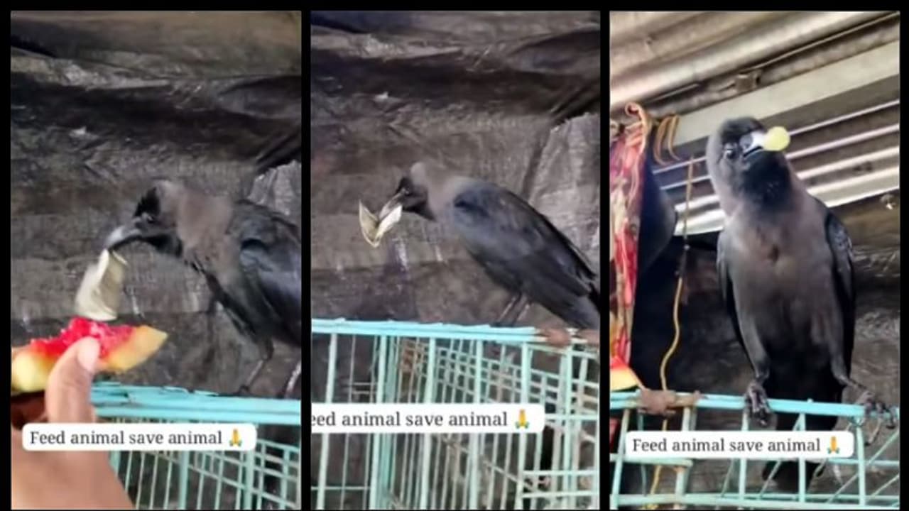 'പൊന്ന് കാക്കയല്ലേ... മുന്തിരി തരാം...'; 500 രൂപ തിരികെ കിട്ടാൻ കാക്കയ്ക്ക് കൈക്കൂലി കൊടുക്കുന്ന വീഡിയോ വൈറൽ