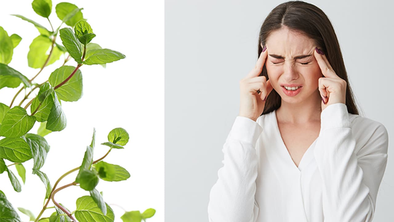 Benefits of Tulsi leaves: A simple home remedy that will help you get rid of migraines Benefits of Tulsi leaves: A simple home remedy that will help you get rid of migraines