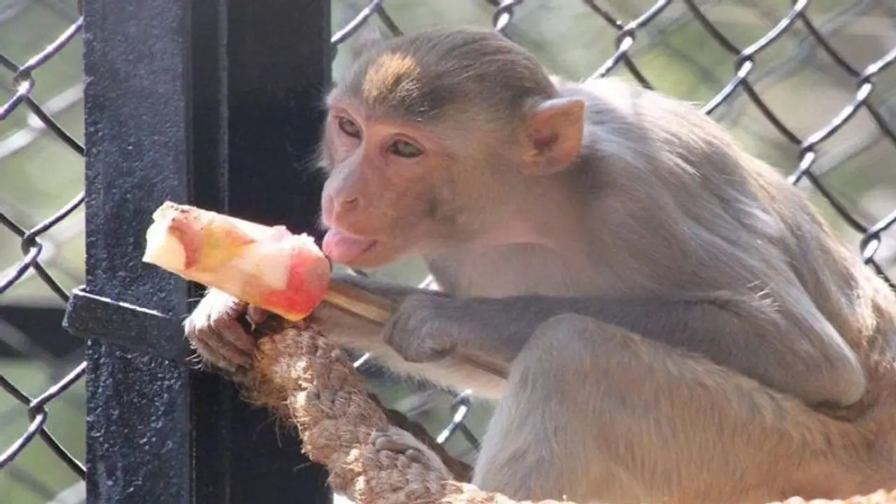 ಬೆಂಗಳೂರು: ಬನ್ನೇರುಘಟ್ಟ ಪಾರ್ಕಲ್ಲಿ ಪ್ರಾಣಿಗಳಿಗೆ ತರಕಾರಿ, ಹಣ್ಣಿನ ಐಸ್‌ಕ್ಯಾಂಡಿ..!