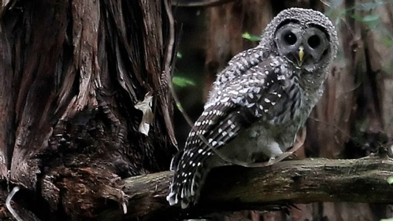 'അതിഥിയായെത്തി പാരയായി', 5 ലക്ഷം മൂങ്ങകളെ കൊന്നൊടുക്കാനുള്ള നീക്കത്തിൽ ഈ രാജ്യം, പ്രതിഷേധം 'അതിഥിയായെത്തി പാരയായി', 5 ലക്ഷം മൂങ്ങകളെ കൊന്നൊടുക്കാനുള്ള നീക്കത്തിൽ ഈ രാജ്യം, പ്രതിഷേധം