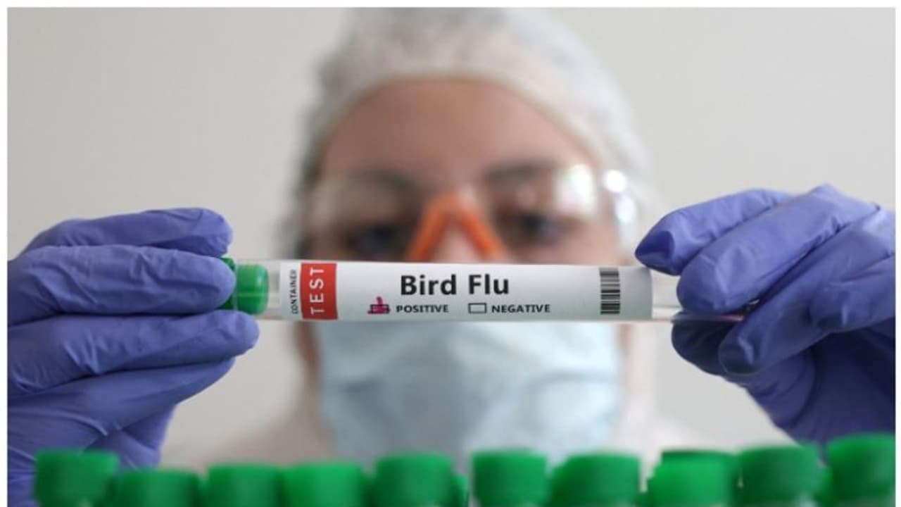 കാനഡയില്‍ കൗമാരക്കാരനിൽ എച്ച്5എൻ1 പക്ഷിപ്പനി വൈറസ്ബാധ സ്ഥിരീകരിച്ചു 