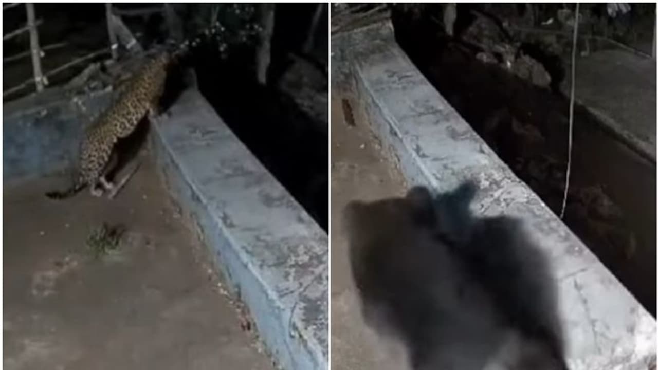 ഒരേ വീടിന്റെ ടെറസില് പുലിയും കരടിയും; പുറത്തിറങ്ങാൻ പേടിച്ച് നാട്ടുകാര് ഒരേ വീടിന്റെ ടെറസില് പുലിയും കരടിയും; പുറത്തിറങ്ങാൻ പേടിച്ച് നാട്ടുകാര്