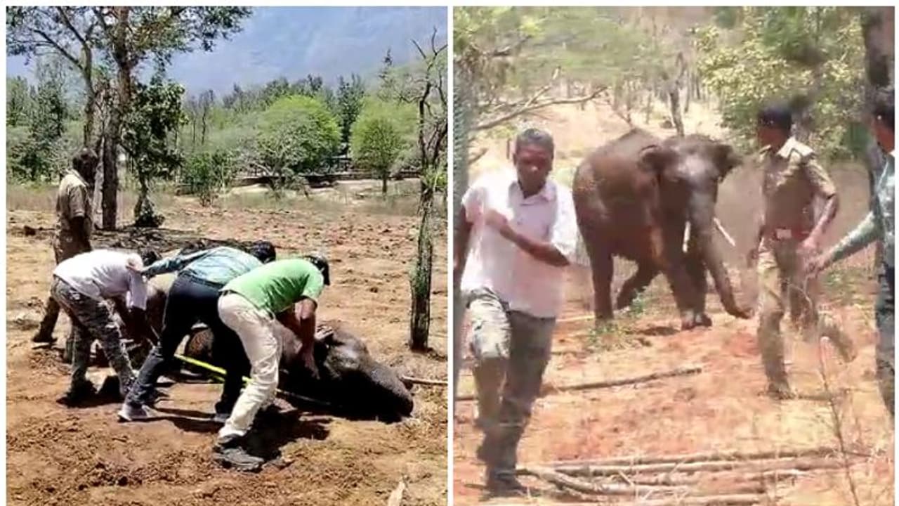 കൊടും ചൂടില് മസിനഗുഡിയിൽ കുട്ടിക്കൊമ്പൻ തളർന്നുവീണു, ഉഷാറായപ്പോൾ രക്ഷക്കെത്തിയ സംഘത്തിന് നേരെ പാഞ്ഞടുത്തു! കൊടും ചൂടില് മസിനഗുഡിയിൽ കുട്ടിക്കൊമ്പൻ തളർന്നുവീണു, ഉഷാറായപ്പോൾ രക്ഷക്കെത്തിയ സംഘത്തിന് നേരെ പാഞ്ഞടുത്തു!