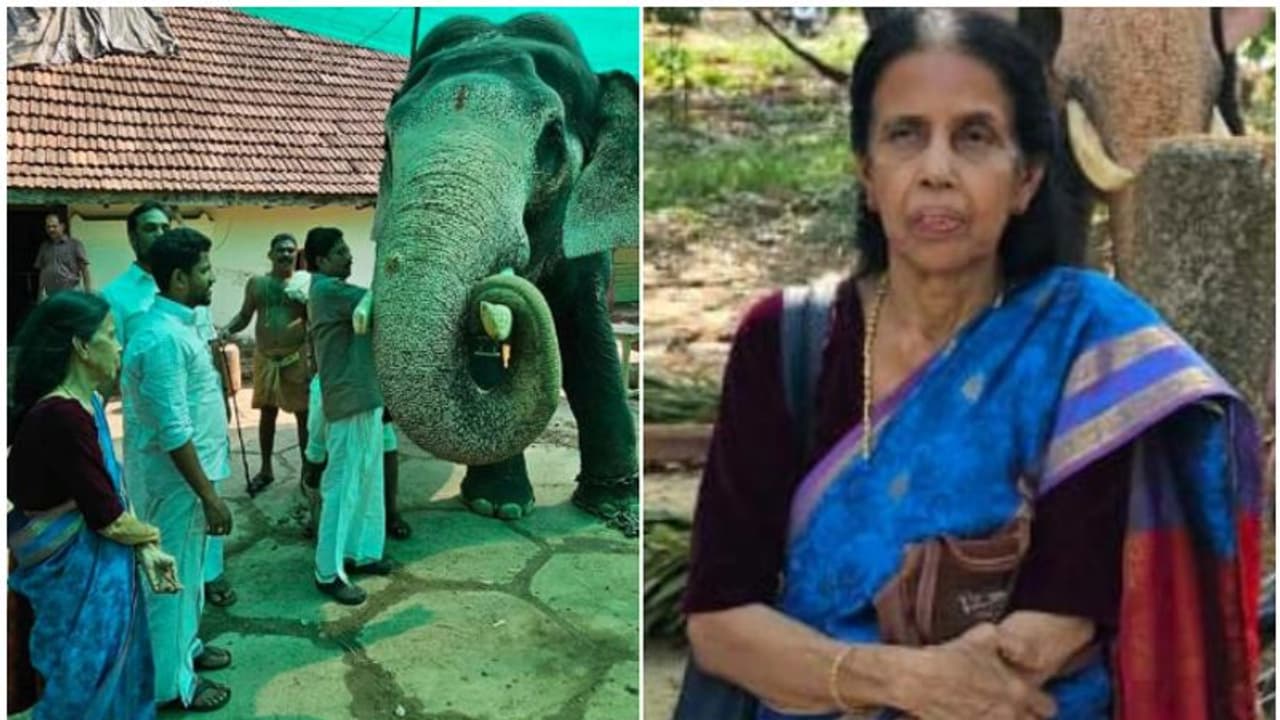 രാഹുലിനെ അയോഗ്യനാക്കിയപ്പോൾ ആനയൂട്ട് വഴിപാട് നേർന്നു; ഗുരുവായൂരിലെത്തി വഴിപാട് കഴിച്ച് മടങ്ങി വയോധിക രാഹുലിനെ അയോഗ്യനാക്കിയപ്പോൾ ആനയൂട്ട് വഴിപാട് നേർന്നു; ഗുരുവായൂരിലെത്തി വഴിപാട് കഴിച്ച് മടങ്ങി വയോധിക