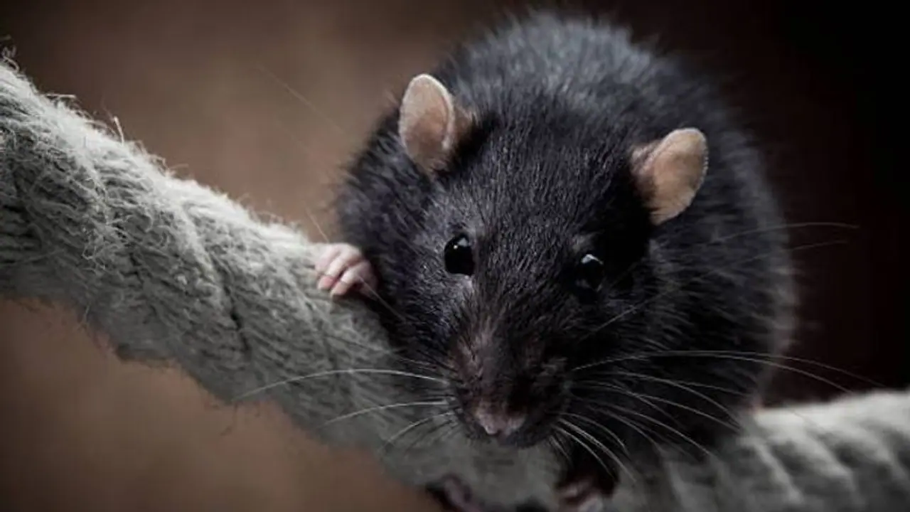 ശുചിമുറിയിൽ വച്ച് എലി കടിച്ചു, 76 കാരന്റെ ആന്തരികാവയവങ്ങളുടെ പ്രവർത്തനം നിന്നു, ​ഗുരുതരാവസ്ഥയിൽ