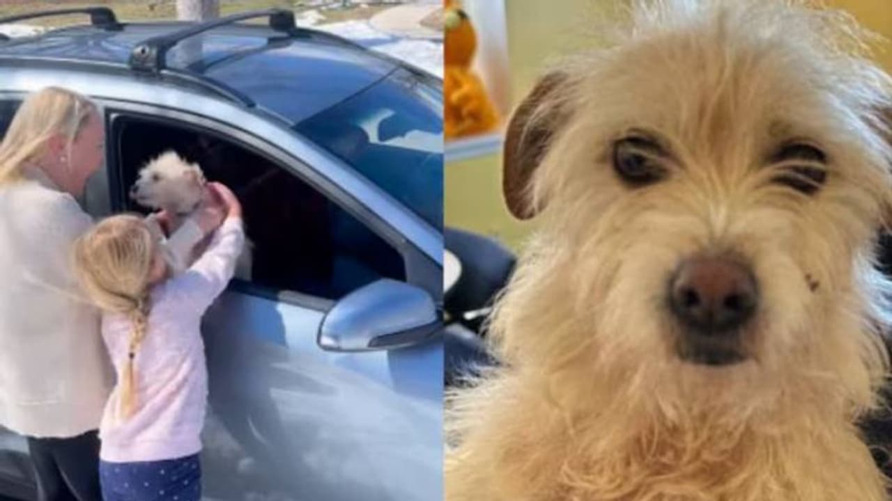 9 മാസം, 3000 കിലോമീറ്റർ, ഒടുവിൽ മിഷിക തിരികെ വീട്ടിലേക്ക്, എല്ലാവരും ഹാപ്പി 9 മാസം, 3000 കിലോമീറ്റർ, ഒടുവിൽ മിഷിക തിരികെ വീട്ടിലേക്ക്, എല്ലാവരും ഹാപ്പി