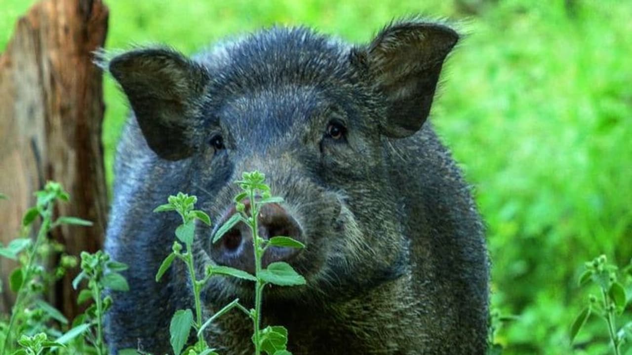 കാട്ടുപന്നി കുതിച്ചെത്തി സ്കൂട്ടര് ഇടിച്ച് മറിച്ചിട്ടു; യാത്രക്കാരായ രണ്ടുപേര്ക്ക് മുഖത്തും കാലിനും പരിക്ക് കാട്ടുപന്നി കുതിച്ചെത്തി സ്കൂട്ടര് ഇടിച്ച് മറിച്ചിട്ടു; യാത്രക്കാരായ രണ്ടുപേര്ക്ക് മുഖത്തും കാലിനും പരിക്ക്