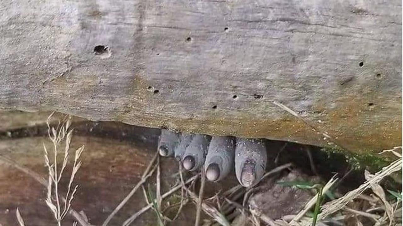 ಇದೇನಿದು? ಮನುಷ್ಯನ ಕೊಳೆತ ಬೆರಳಿನ ಫೋಟೋ ಅಲ್ಲ, ವಿಸ್ಮಯ ಬಿಚ್ಚಿಟ್ಟ IFS ಅಧಿಕಾರಿ!