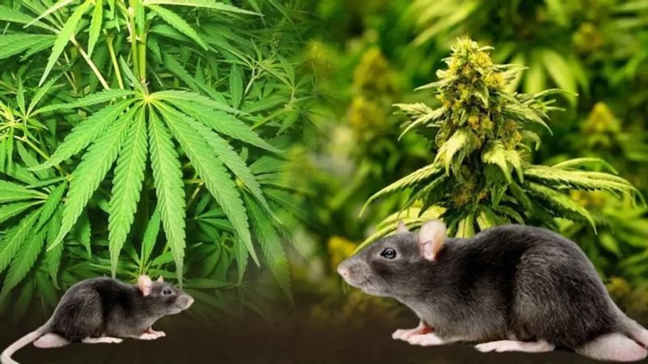 गजब! मालखाने में रखे 19 किग्रा. गांजा भांग खा गए चूहे झारखंड पुलिस की रिपोर्ट देख चौंक पड़े जज साहब