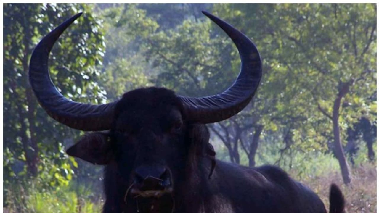 എല്ലാം ഒരു പോത്ത് കാരണം; നിരനിരയായി കൂട്ടിയിടിച്ചത് നിരവധി വാഹനങ്ങൾ, ആറ് പേർക്ക് പരിക്ക്