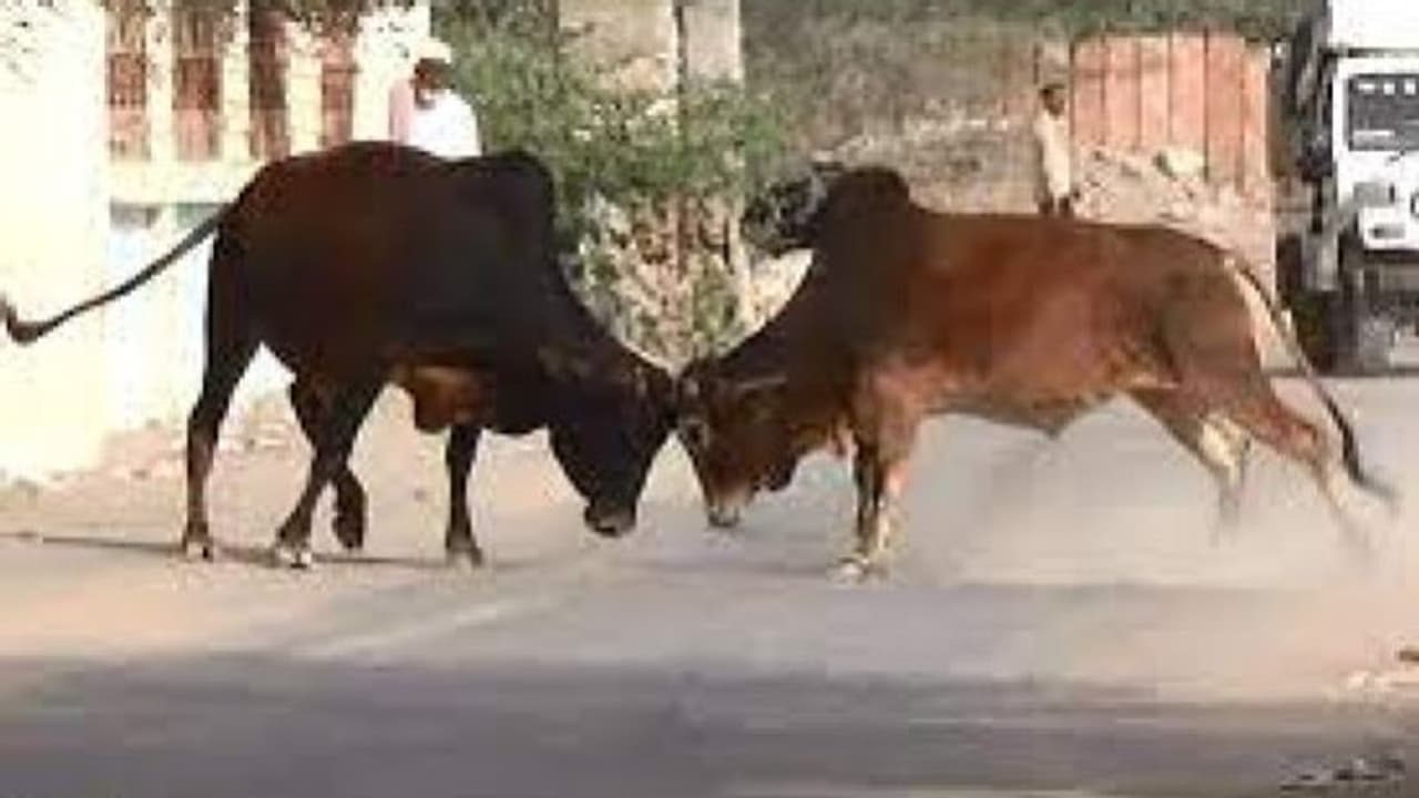आवारा पशुओं से होने वाली दुर्घटना के शिकार लोग पा सकते हैं तगड़ा मुआवजा, करना होगा ये काम