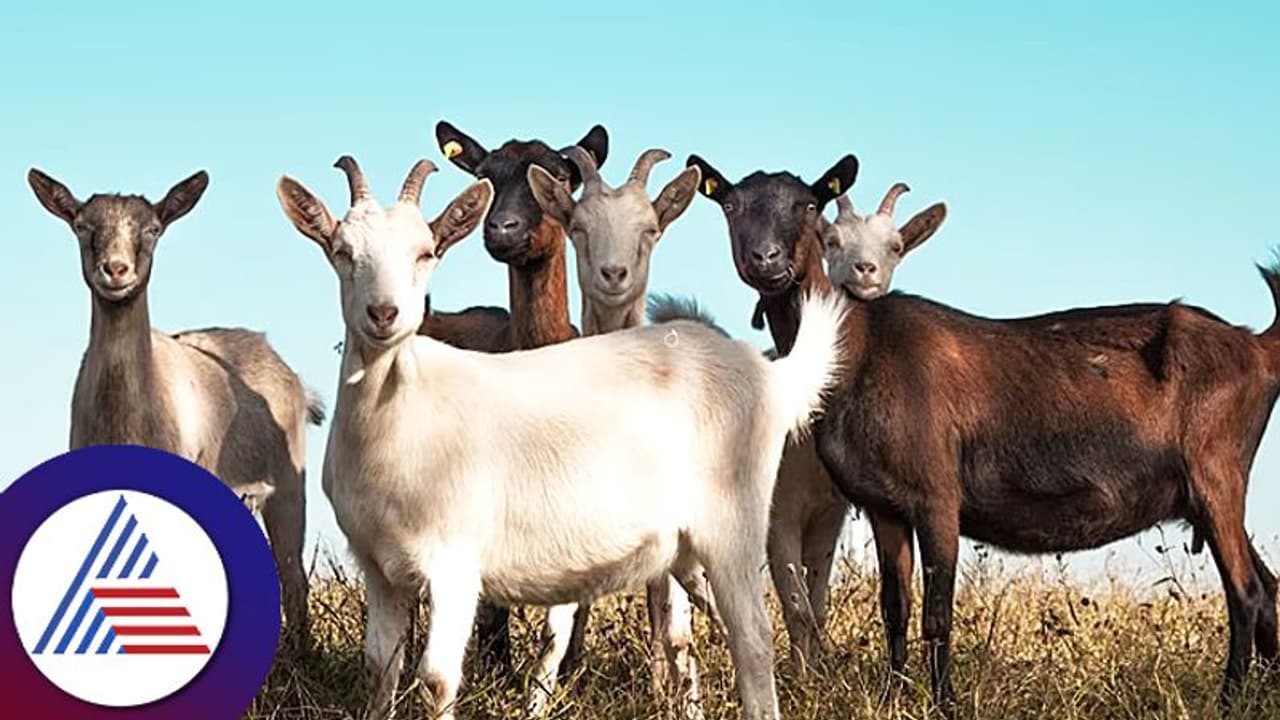 ಮೇಕೆ ಉಚಿತ …ತೆಗೆದುಕೊಂಡು ಹೋಗಿ ಪ್ಲೀಸ್, ಯಾರು ಈ ರೀತಿ ಡಿಮ್ಯಾಂಡ್ ಮಾಡ್ತಿರೋದು? ಮೇಕೆ ಉಚಿತ …ತೆಗೆದುಕೊಂಡು ಹೋಗಿ ಪ್ಲೀಸ್, ಯಾರು ಈ ರೀತಿ ಡಿಮ್ಯಾಂಡ್ ಮಾಡ್ತಿರೋದು?