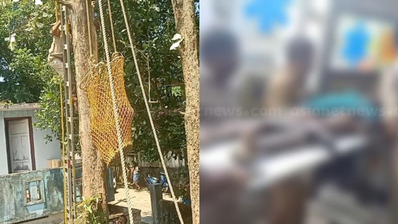 ചില്ല വെട്ടിയൊതുക്കാൻ മരത്തിൽ കയറി, അവശനായി മരത്തിൽ കുടുങ്ങി; തൊഴിലാളിക്ക് ദാരുണാന്ത്യം