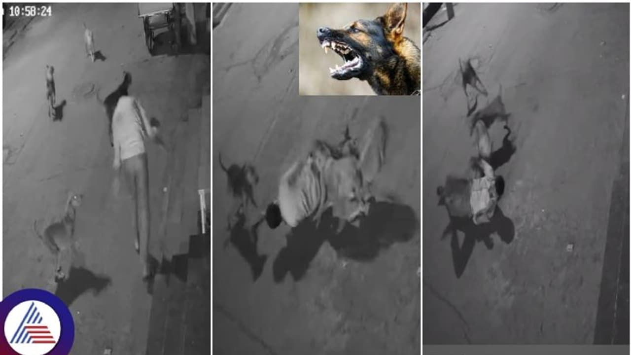 #Watch: ಆಜಾನುಬಾಹು ವ್ಯಕ್ತಿಯ ಮೇಲೆ ದಾಳಿ ಮಾಡಿದ ರಕ್ಕಸ ಬೀದಿ ನಾಯಿಗಳು; ಇನ್ನು ಚಿಕ್ಕ ಮಕ್ಕಳ ಪಾಡೇನು? #Watch: ಆಜಾನುಬಾಹು ವ್ಯಕ್ತಿಯ ಮೇಲೆ ದಾಳಿ ಮಾಡಿದ ರಕ್ಕಸ ಬೀದಿ ನಾಯಿಗಳು; ಇನ್ನು ಚಿಕ್ಕ ಮಕ್ಕಳ ಪಾಡೇನು?